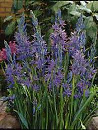 camassia quamash