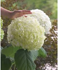 clethra vanilla spice