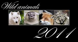 animals calendar