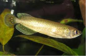 jardini arowana