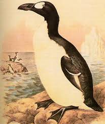 le grand pingouin