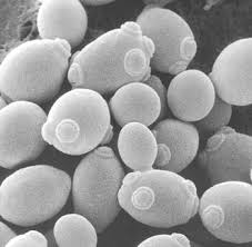 beer yeast