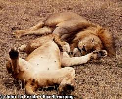 lion qui louche