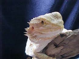 bearded dragon reptile