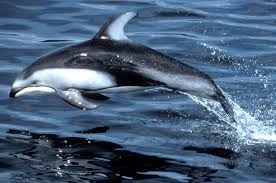 pacific white sided dolphin pictures