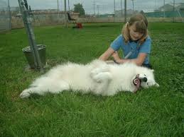 dog tummy rub