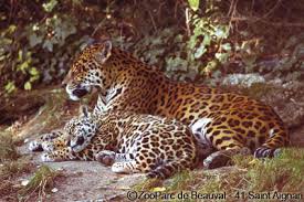 le jaguar