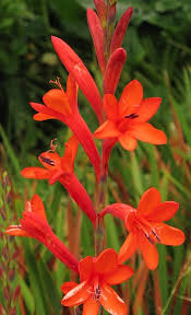 watsonia