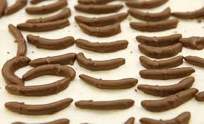 chocolate insect
