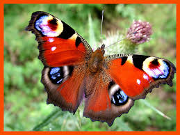 peacock butterflies