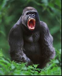 gorillas behavior