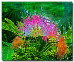 albizia
