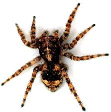spiders photo