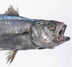 The head of a Blue Grenadier,