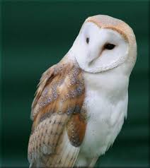 barn owls