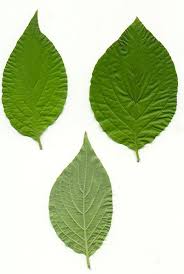 pictures of leaves
