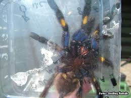 poecilotheria metallica