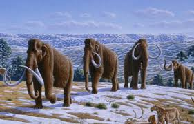 woolly mammoth