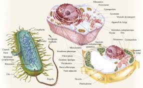 cellules