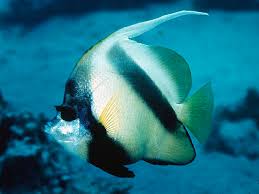 aquarium fish species pictures