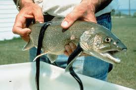 http://t0.gstatic.com/images?q=tbn:YGBoKHkjNt9GtM:sportfishingamericas.files.wordpress.com/2009/08/lamprey.jpg