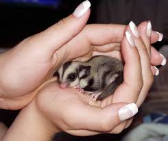 sugar gliders