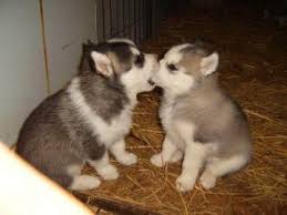 husky puppy