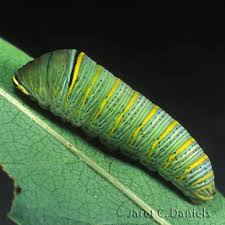 zebra swallowtail caterpillar