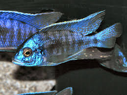 lake malawi cichlid