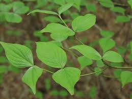 cornus florida