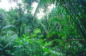 rainforest pictures
