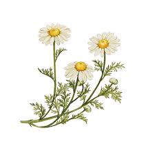 camomile flowers