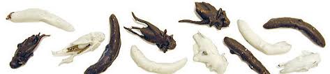chocolate insects