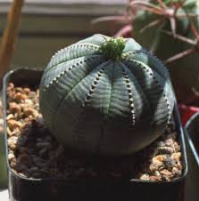 cactus and succulents