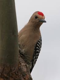 pictures woodpeckers