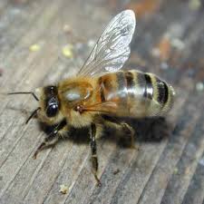 bees pictures
