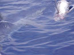mako shark