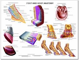 equine anatomy chart