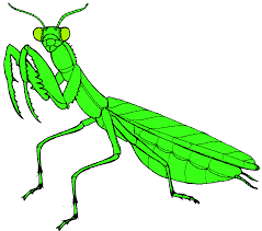 praying mantis clipart