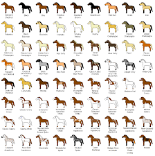 chestnut horses