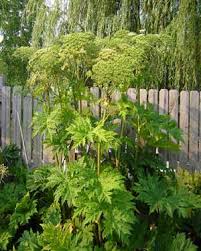 Giant hogweed grows up to 20