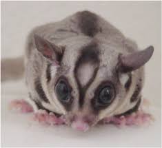 sugar gliders