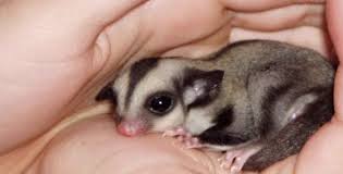 sugar glider pets