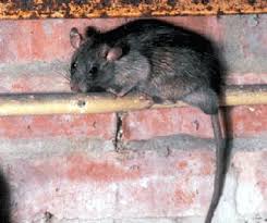 roof rats