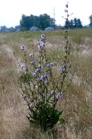 chicory plants