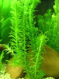 nombres de plantas acuaticas