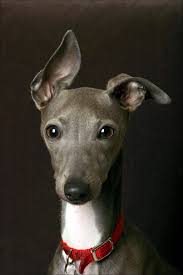 italian greyhound dogs