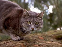 cat in tree