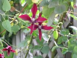 clematis texensis
