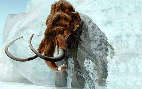 woolly mammoth